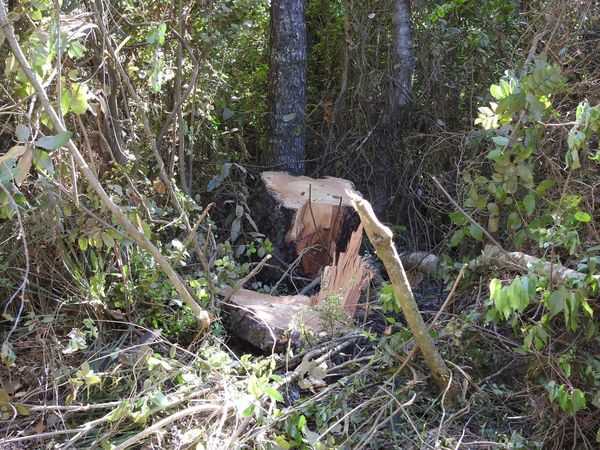 Tala Ilegal en el Parque Nacional Nonguén Amenaza la Biodiversidad Local