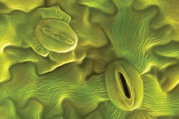 Científicos descifran cómo las plantas controlan sus “bocas”: un avance clave frente al cambio climático