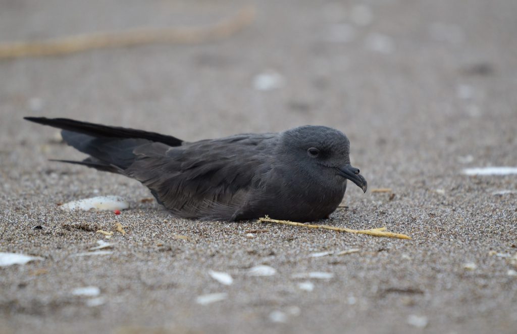 Golondrina de mar negra en su hábitat, fotografiada por Pablo Gutiérrez